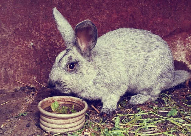 Foto close-up van een schattig grijs konijn