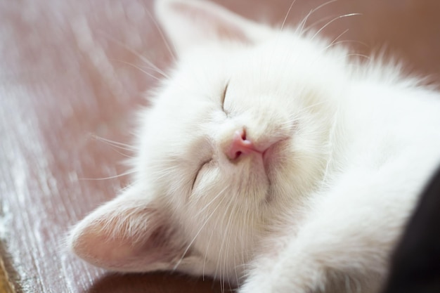Close-up van een schattig kitten dat op tafel slaapt