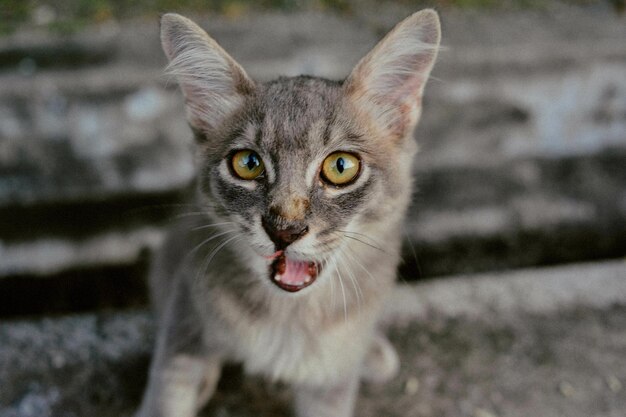 Foto close-up van een schattig kitten