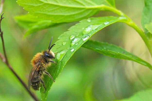 Close-up van een schattig mannetje Early Cellophane Bee Colletes cunicularius die in de groene vegetatie hangt