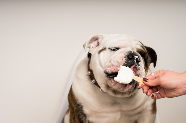 Close-up van een schattige bulldog die ijs eet terwijl hij op een stoel zit op een witte achtergrond white