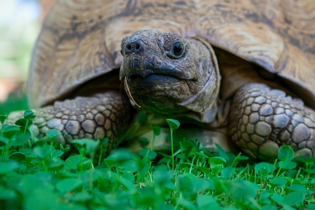 Close up van een schattige schildpad liggend in het groene gras. namibië