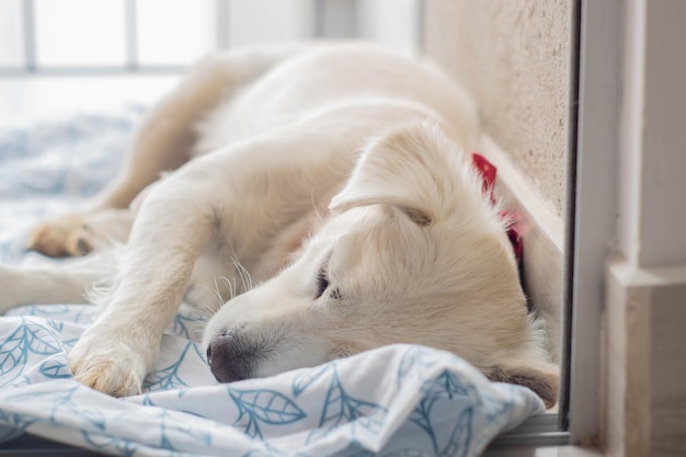 Close-up van een schattige witte puppy die op een bed slaapt met een wazige achtergrond