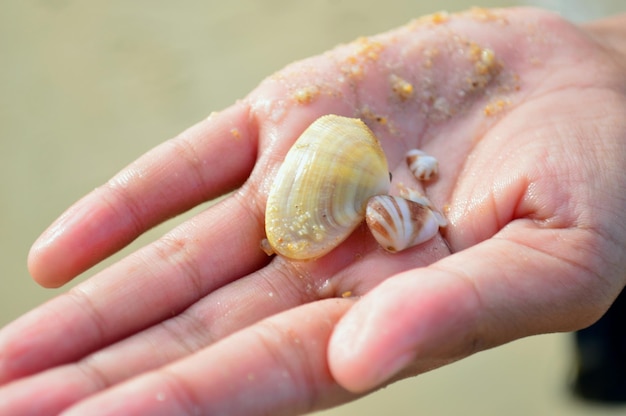 Foto close-up van een schelp die met de hand wordt vastgehouden