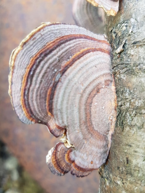 Foto close-up van een schelp op een boomstam