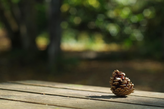 Close-up van een schelp op een houten tafel
