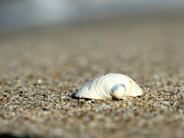 Foto close-up van een schelp op het strand