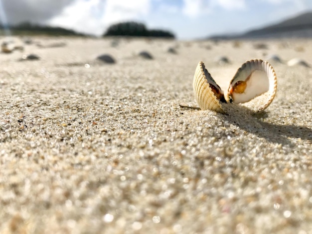 Foto close-up van een schelp op het strand