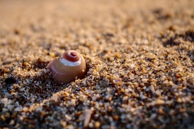 Foto close-up van een schelp op het strand