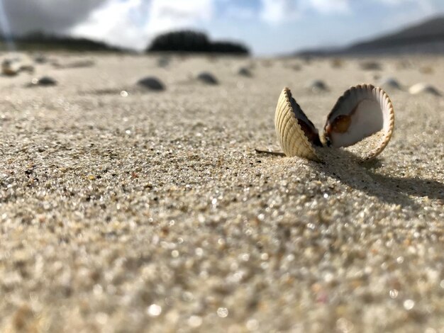 Foto close-up van een schelp op zand