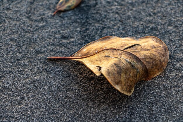 Foto close-up van een schelp