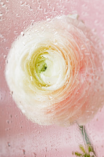 Close-up van een schelp