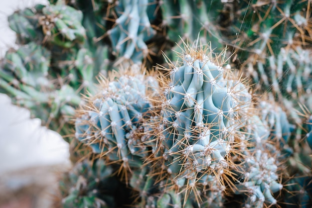 Close up van een scherpe cactus spikes