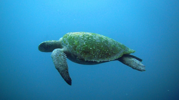 Close-up van een schildpad die in de zee zwemt