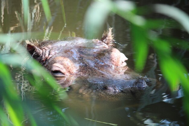 Foto close-up van een schildpad die in een meer zwemt