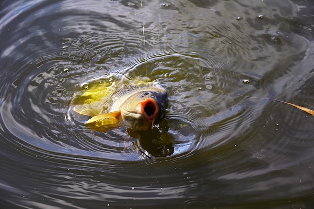 Foto close-up van een schildpad die in het water zwemt