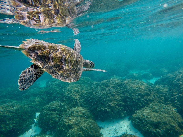 Close-up van een schildpad die onder zee zwemt