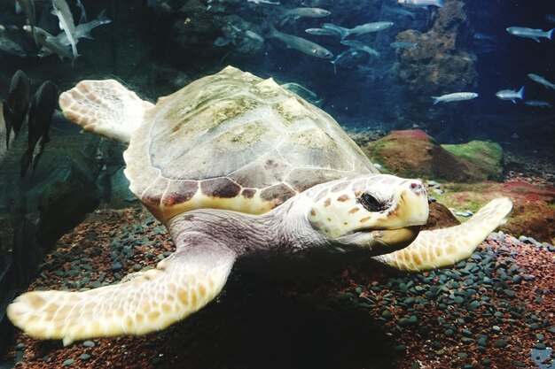 Foto close-up van een schildpad die onder zee zwemt