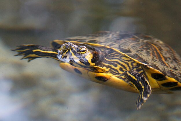 Foto close-up van een schildpad in de zee