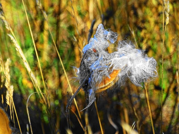 Foto close-up van een schildpad in het gras