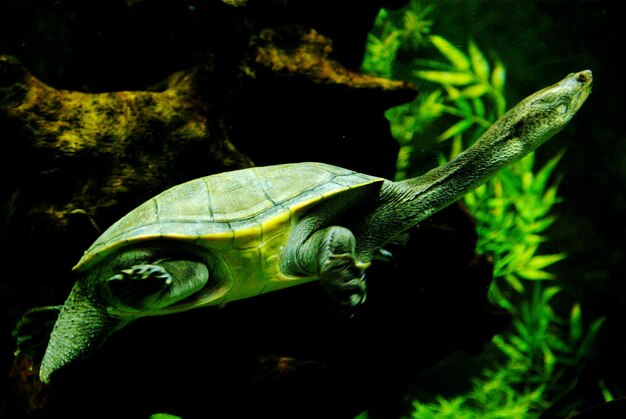 Foto close-up van een schildpad in het water's nachts