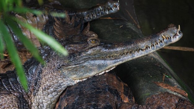 Foto close-up van een schildpad in het water