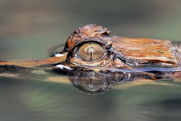 Foto close-up van een schildpad in het water