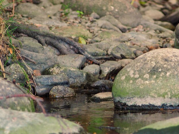 Close-up van een schildpad op een rots