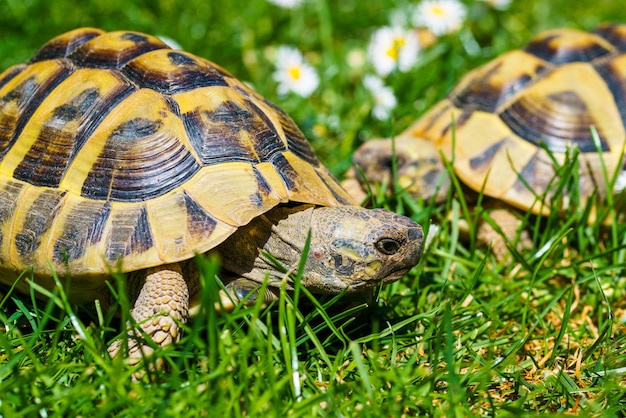 Foto close-up van een schildpad op het veld