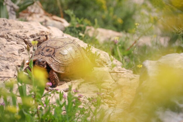 Foto close-up van een schildpad op het veld