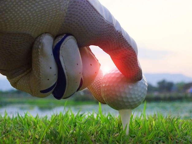 Foto close-up van een schildpad op het veld