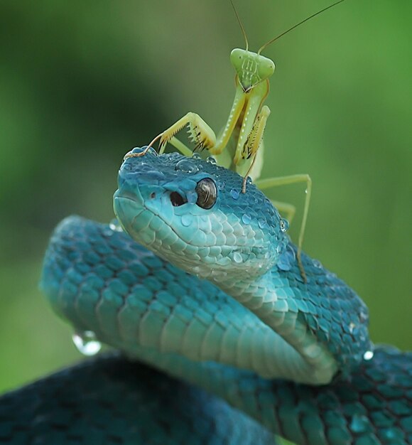 Foto close-up van een schildpad