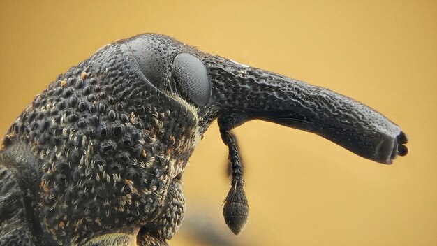 Foto close-up van een schildpad