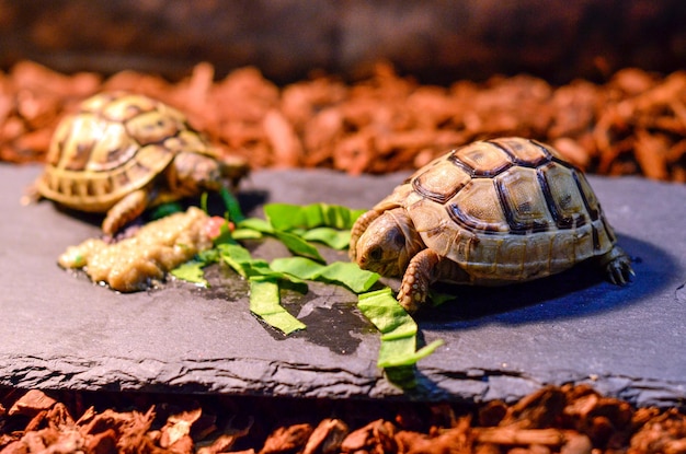 Foto close-up van een schildpad