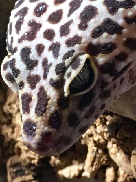 Foto close-up van een schildpad