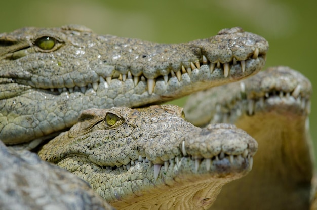 Foto close-up van een schildpad