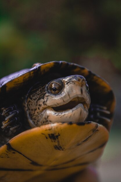 Close-up van een schildpad