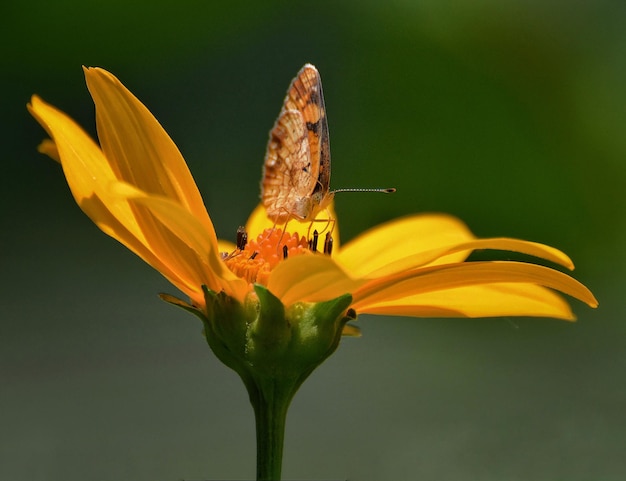 Close-up van een schippervlinder die op een gele bloem bestuift