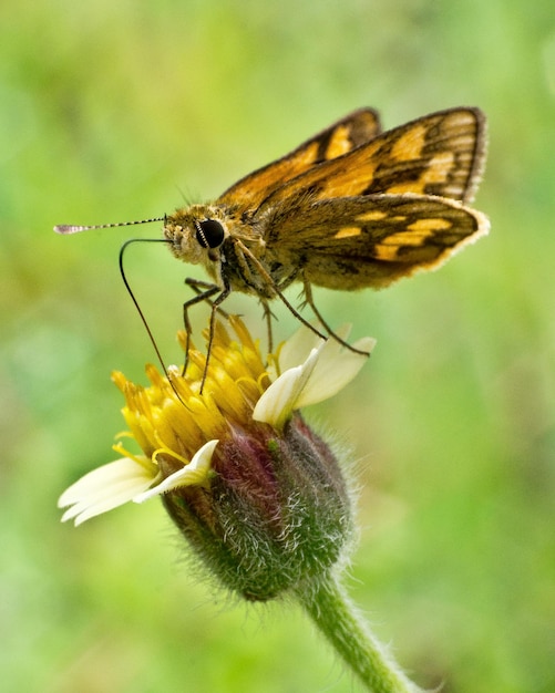 Close-up van een schippervlinder die op een gele bloem bestuift