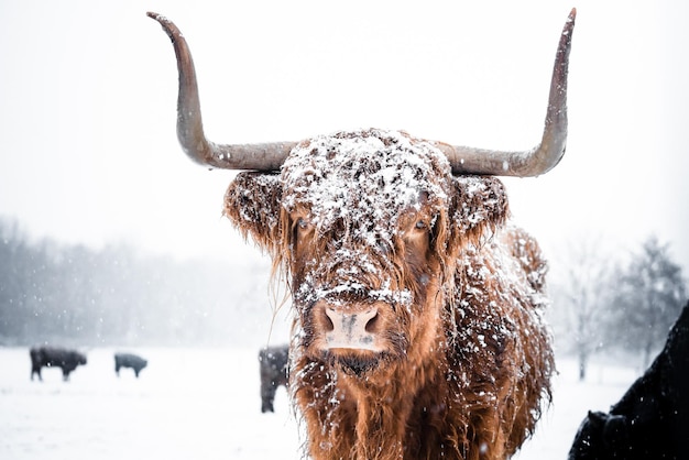 Foto close up van een schotse hooglander koe bedekt met sneeuw