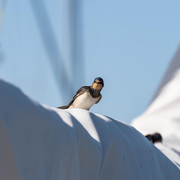 Close-up van een Schuurzwaluw op een boot in een haven in Nederland