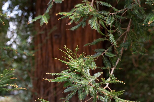 Close-up van een sequoiatak in de lente groene naaldachtergrond