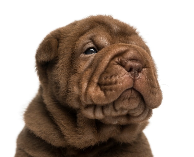 Close-up van een Shar Pei-puppy op wit wordt geïsoleerd dat