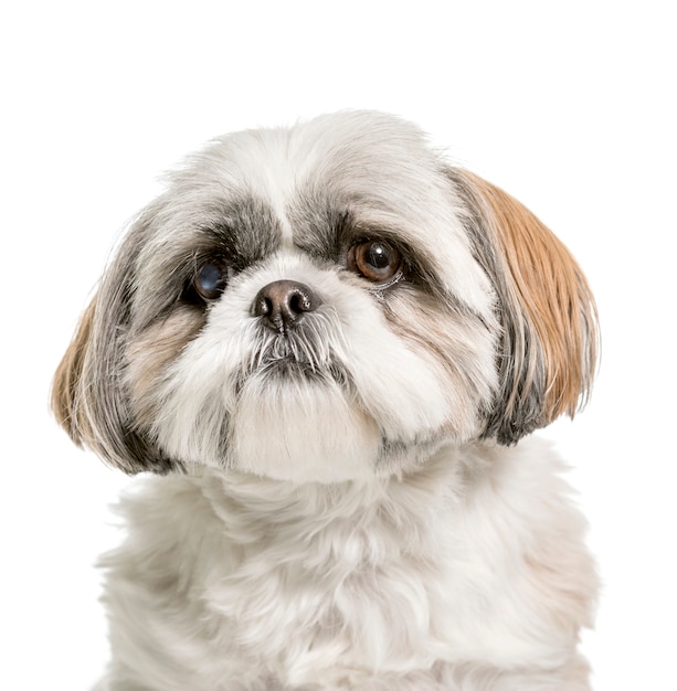 Close-up van een Shi Tzu-hond