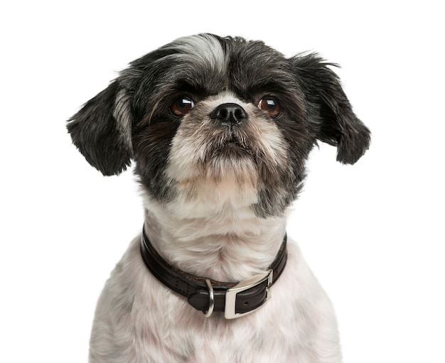 Close-up van een Shih Tzu voor een witte muur