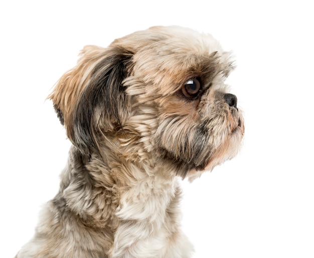 Close-up van een shih tzu voor een witte muur