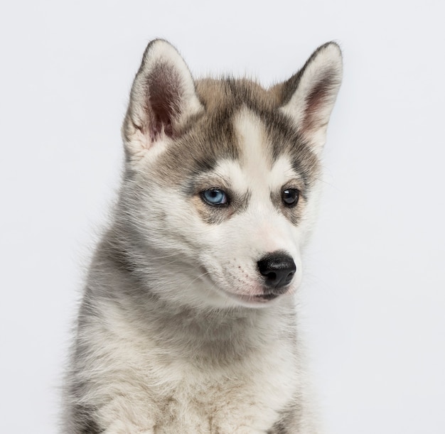 Close-up van een Siberische Husky puppy, geïsoleerd op wit