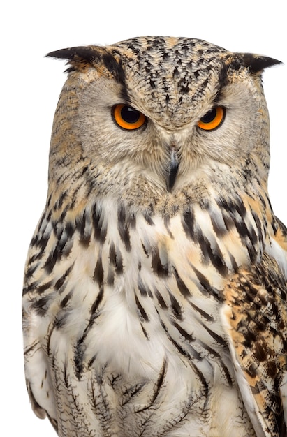 Close-up van een Siberische Oehoe - Bubo bubo (3 jaar oud) voor een witte ondergrond