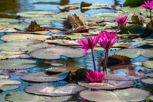 Close-up van een sierlijke en delicate roze lotusbloem die bloeit omringd door zijn getextureerde bladeren