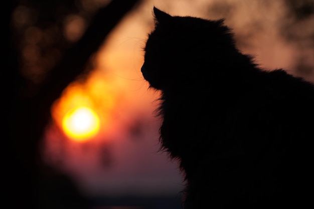 Close-up van een silhouet hond tegen de hemel tijdens zonsondergang